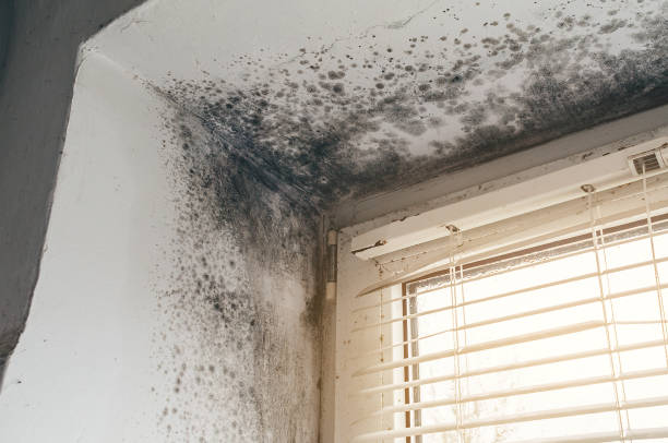 Affordable Mold Cleanup solutions in Rancocas, NJ